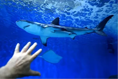 Эксперты: агрессию акулы в Красном море в сезон размножения мог вызвать шум  винтов лодок - ТАСС