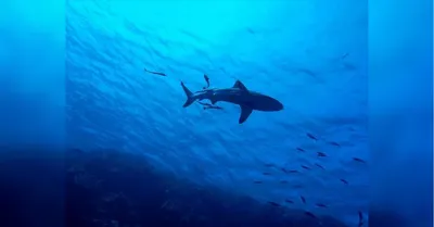 В Красном море акула выпрыгнула из воды и откусила пятку мужчине - МК