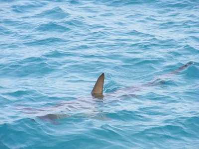 Если вы встретили акулу в Красном море... | Magic Egypt | Дзен