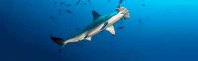 Акулы в красном море (83 фото)
