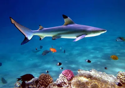 В Египте акула убила двух туристок - «ФАКТЫ»