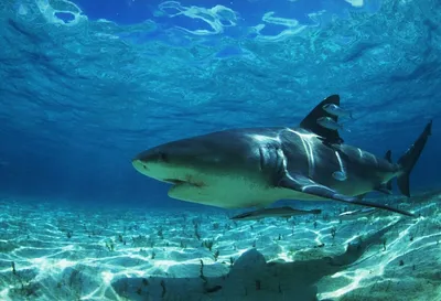 Нападения акул в Египте. Как решают данную проблему власти и как по факту  туристу защититься от акул в водах Красного моря? | Океан жизни | Дзен