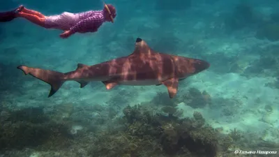 В Красном море акула выпрыгнула из воды и откусила пятку парапланеристу  (видео) — УНИАН