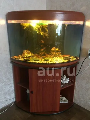 риф 200 - Мой морской аквариум - Морской аквариум. Форумы ReefCentral.ru
