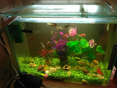 Как просто оформить и запустить аквариум 30 литров: пошаговая инструкция