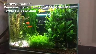 Сколько рыбок можно добавить в аквариум 30 литров? - Уход и оформление  аквариума, полезные советы - Форум FanFishka.ru