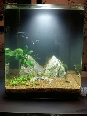 Умный аквариум Xiaomi Geometry AI Intelligent Fish Tank Explorer Edition  30l купить в Москве | Xiaomi-on