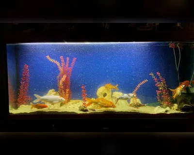 Аквариум Биодизайн Диарама 400 – купить в магазине аквариумов Акватория