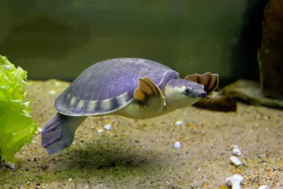 Дизайн аквариума для черепах