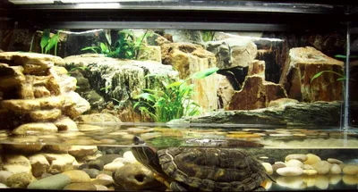 Как сделать жизнь красноухой черепахи в акватеррариуме долгой и счастливой  | Мой аквариум | Дзен