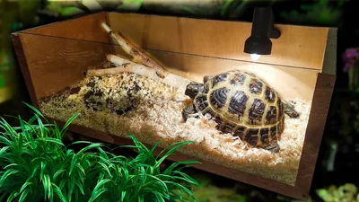 Аквариум для черепахи - Фотогалереи - Аква Лого