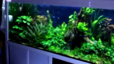 1000 литра растителен аквариум вече и с CO2 - YouTube