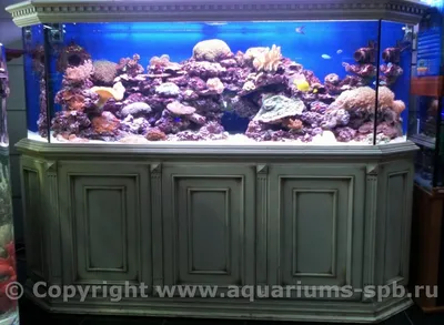 Морской аквариум, 1000 литров | Галерея аквариумов (эксклюзив)