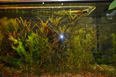 Наши работы: Морской аквариум с черепахой: Установка и обслуживание  аквариума в Зеленограде :: «Аквариумщик»
