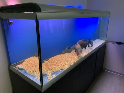 Как выбрать аквариум и сколько стоит его содержать: виды, оборудование,  стоимость