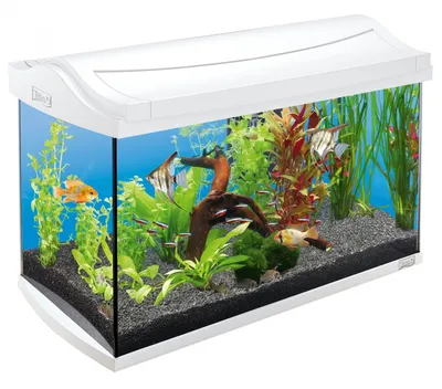 Аквариум Биодизайн Риф 60 – купить в магазине аквариумов Акватория