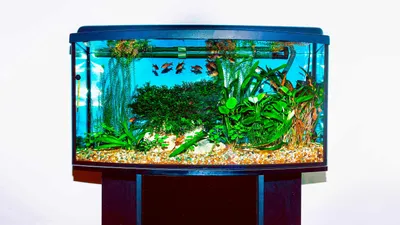 Мини обогреватель для аквариумов до 60 литров - AQUA-TECH mini heater, 50W  (ID#1549650174), цена: 390 ₴, купить на Prom.ua