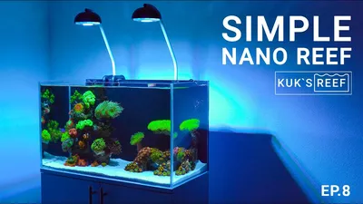 Отзывы PRIMO 60 аквариум 61 x 31 x 37 см. черный 60 литров -  Интернет-магазин - Juwel Магазин