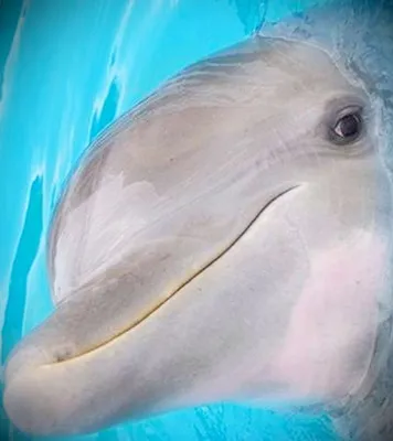Голубой дельфин (Циртокара Мури) купить в интернет-магазине AQUA-SHOP
