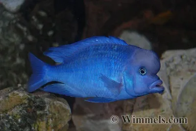 Голубой Дельфин (аквариумная рыбка): 15 фото, содержание цихлиды Циртокара  Мура, совместимость, уход