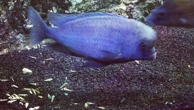 Аквариумная рыбка Голубой Дельфин – купить в Краснодаре, цена 300 руб.,  продано 12 ноября 2018 – Аквариумистика
