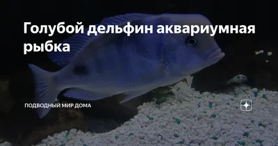 Посмотреть фото синих аквариумных рыбок. Сколько стоит синяя аквариумная  рыбка в Москве? | Белгород