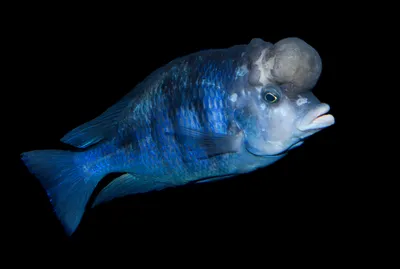 Голубой Дельфин - Все о виде рыбок | Рыбка вида - Голубой Дельфин - YouTube