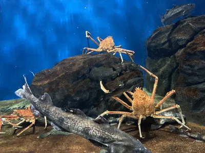 Краб красный мангровый (Pseudosesarma moeshi) | Aquarium-Style