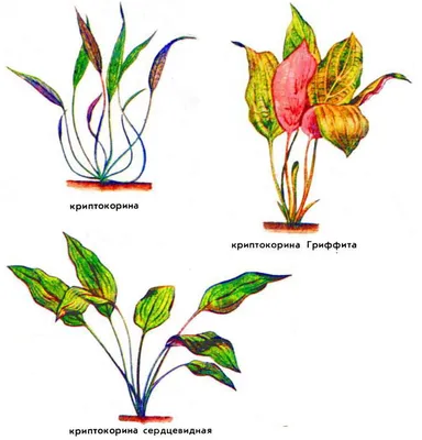 Радикулит - Болезни аквариумных растений - AP