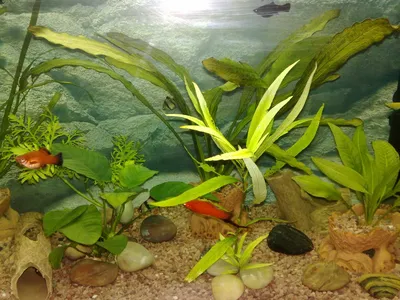 Красные аквариумные растения: названия, фото, рекомендации!