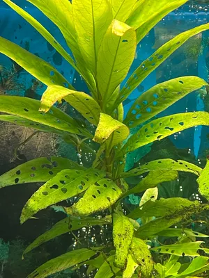 Растения для аквариумов