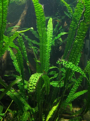 Аквариумные растения — какие растения выбрать для аквариума, ТОП для  начинающих | Laguna