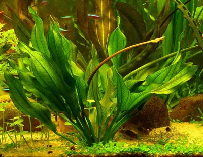 Аквариумные растения: виды и уход за растениями в аквариуме | Блог  зоомагазина Zootovary.com