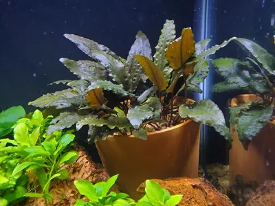 Стаурогин: все о содержании и уходе за растением в аквариуме (81 фото).  Внешний вид репенса ползучего, отзывы о разведении и выращивании