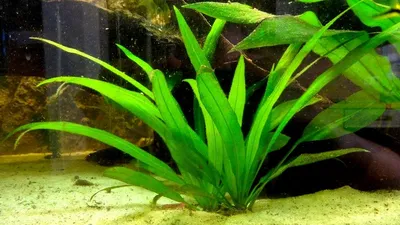 Неприхотливые аквариумные растения для начинающих - AquaticPlant