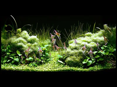 Оформление аквариума с длинностебельными растениями | АквариумОК