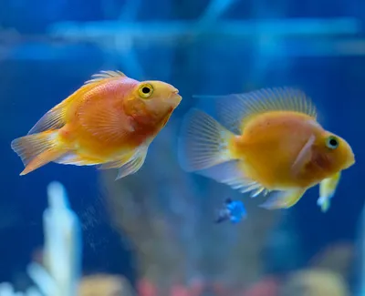 Лучшие пресноводные аквариумные рыбки - Попугай красный Cichlasoma sp.  (гибрид) | Аквариумы, рыбки и все для них | Дзен