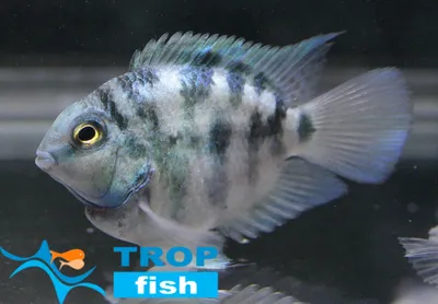 Тригібридний папуга блакитний тигр | Ексклюзивні | Каталог | TropFish –  Постачальник декоративних акваріумних та ставкових риб, товарів для  акваріумістики