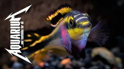 Рыба попугай аквариумная красная рыбка: содержание, фото-видео обзор