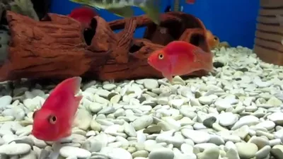 Рыбка Красный попугай. Аквариумная рыбка. - YouTube