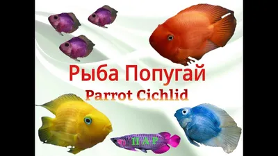 Цихлида попугай (Cichlid Parrot) | содержание, разведение