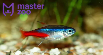 ТЕРНЕЦИЯ Glo Fish \"КРАСНЫЙ ЗВЕЗДНЫЙ\" размер M рыбка для аквариума/GLO Fisf  Stafire Red/ | Зоомагазин \"Зоо сити\"