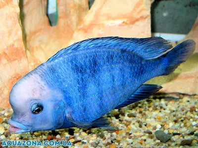 Купить аквариумную рыбу Попугай тигровый синий в Челябинске | Мини-попугай  голубая панда (Blue Panda Parrot) в продаже в АКВА БЛЮЗ