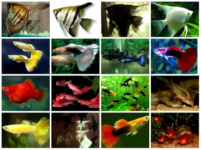 Красивые аквариумные рыбки. сиренево …» — создано в Шедевруме