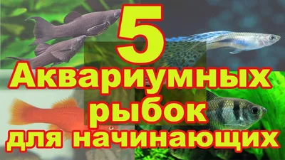 Аквариумные рыбы-бабочки – уход и содержание, описание, размножение, фото