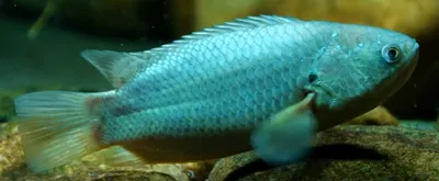 ТОП 10 хищных аквариумных рыб - YouTube