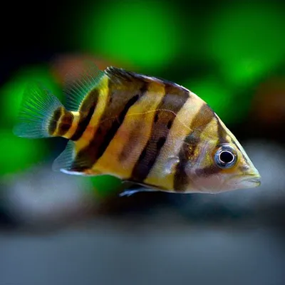 Хищные аквариумные рыбки: названия, фото-видео обзор