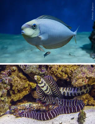 Лабидохромис Еллоу - желтая рыбка цихлида: содержание, совместимость,  фото-видео обзор