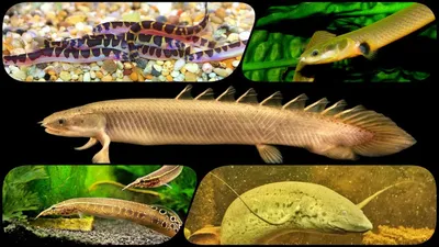 Хищные аквариумные рыбки: ТОП-5 | В мире рыбок | Дзен