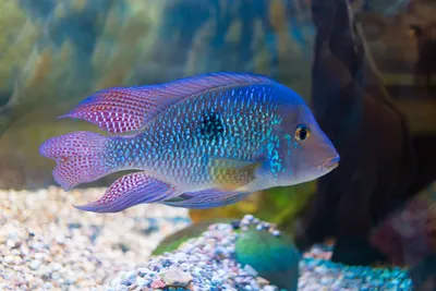 Хищные аквариумные рыбки: фото, названия, видео